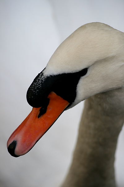 Ein Schwan