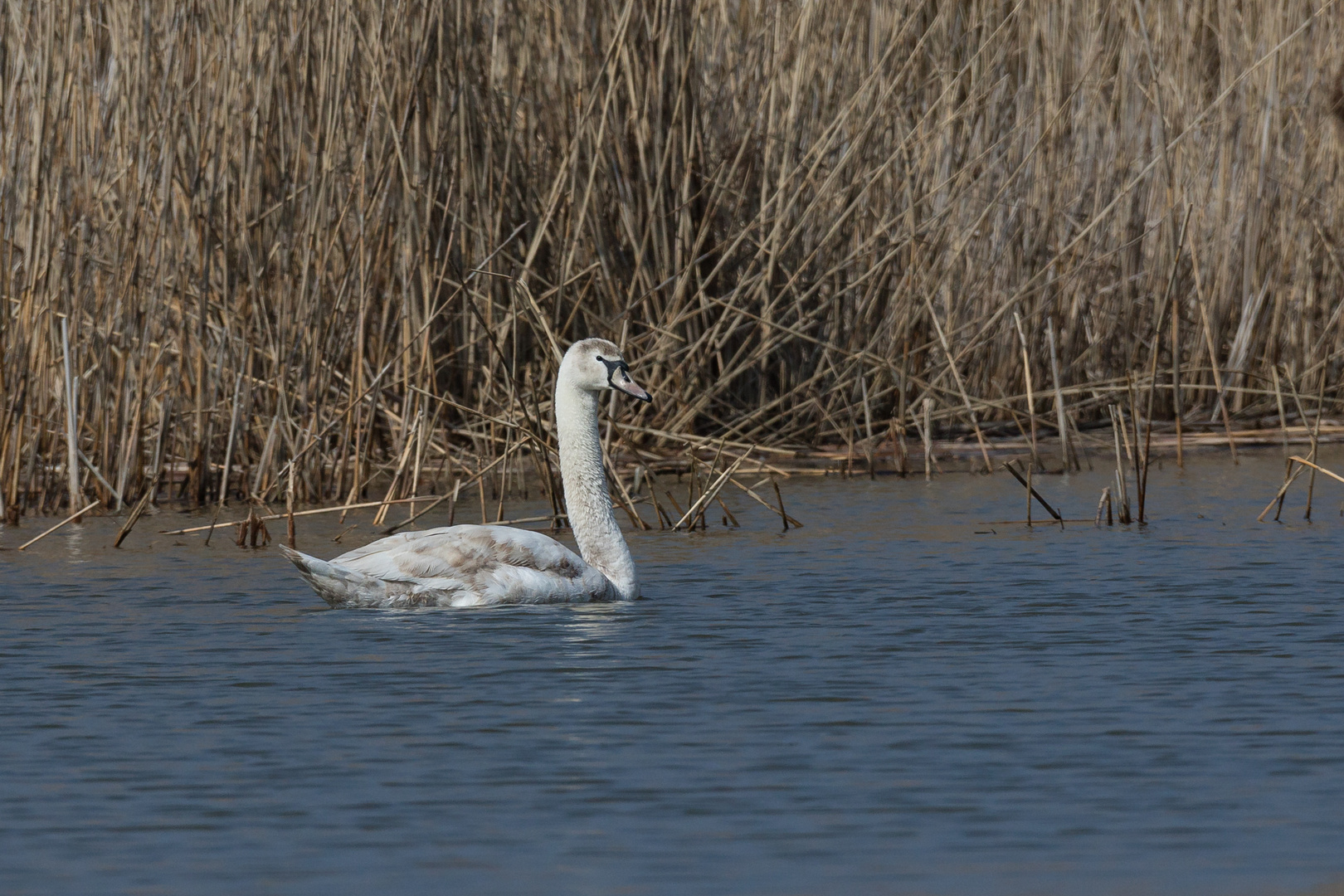 ein Schwan