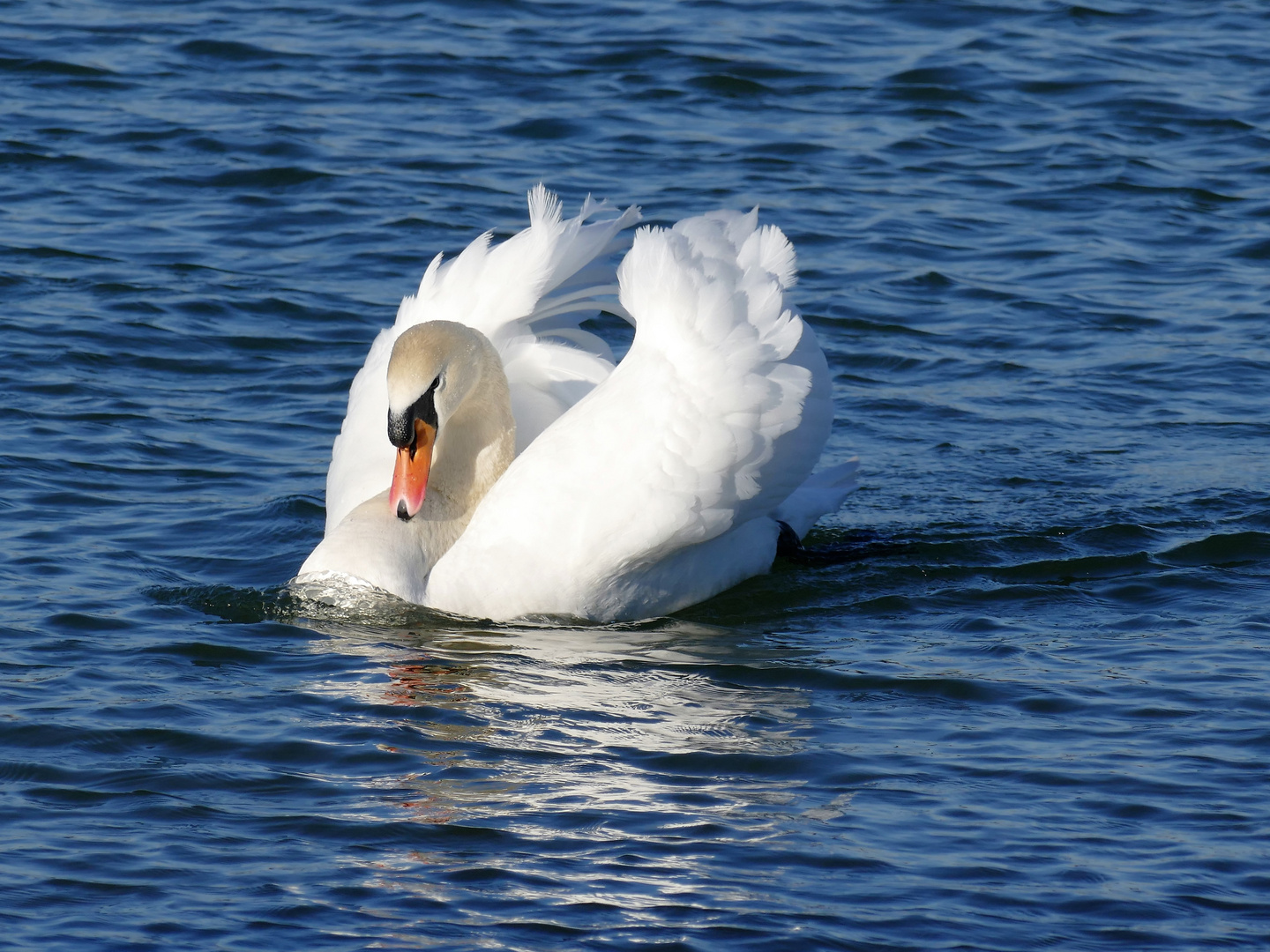 ein Schwan...