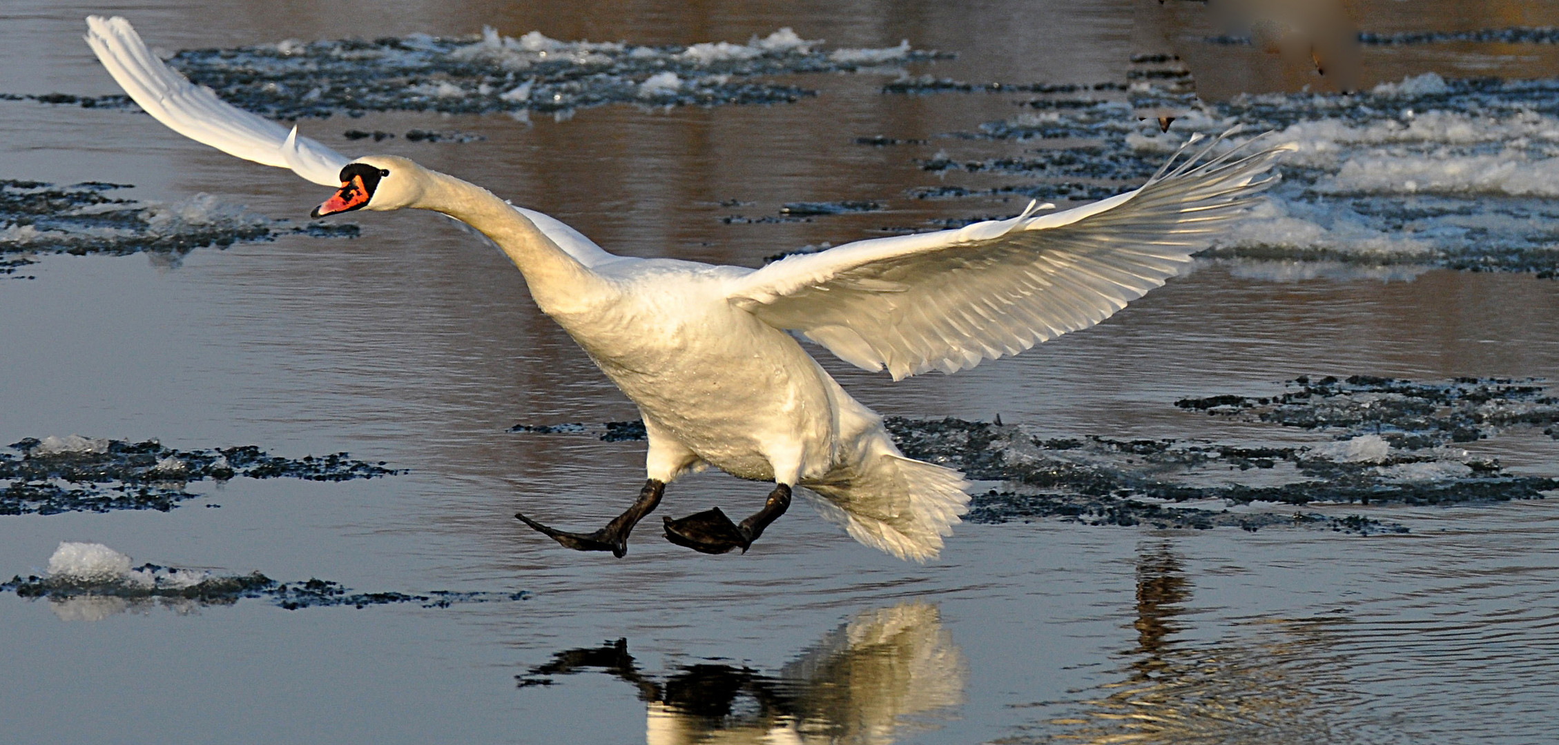 Ein Schwan der landet.