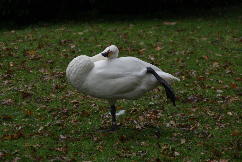 Ein Schwan der sich für ein Pelikan hält