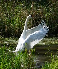 Ein Schwan dirigiert