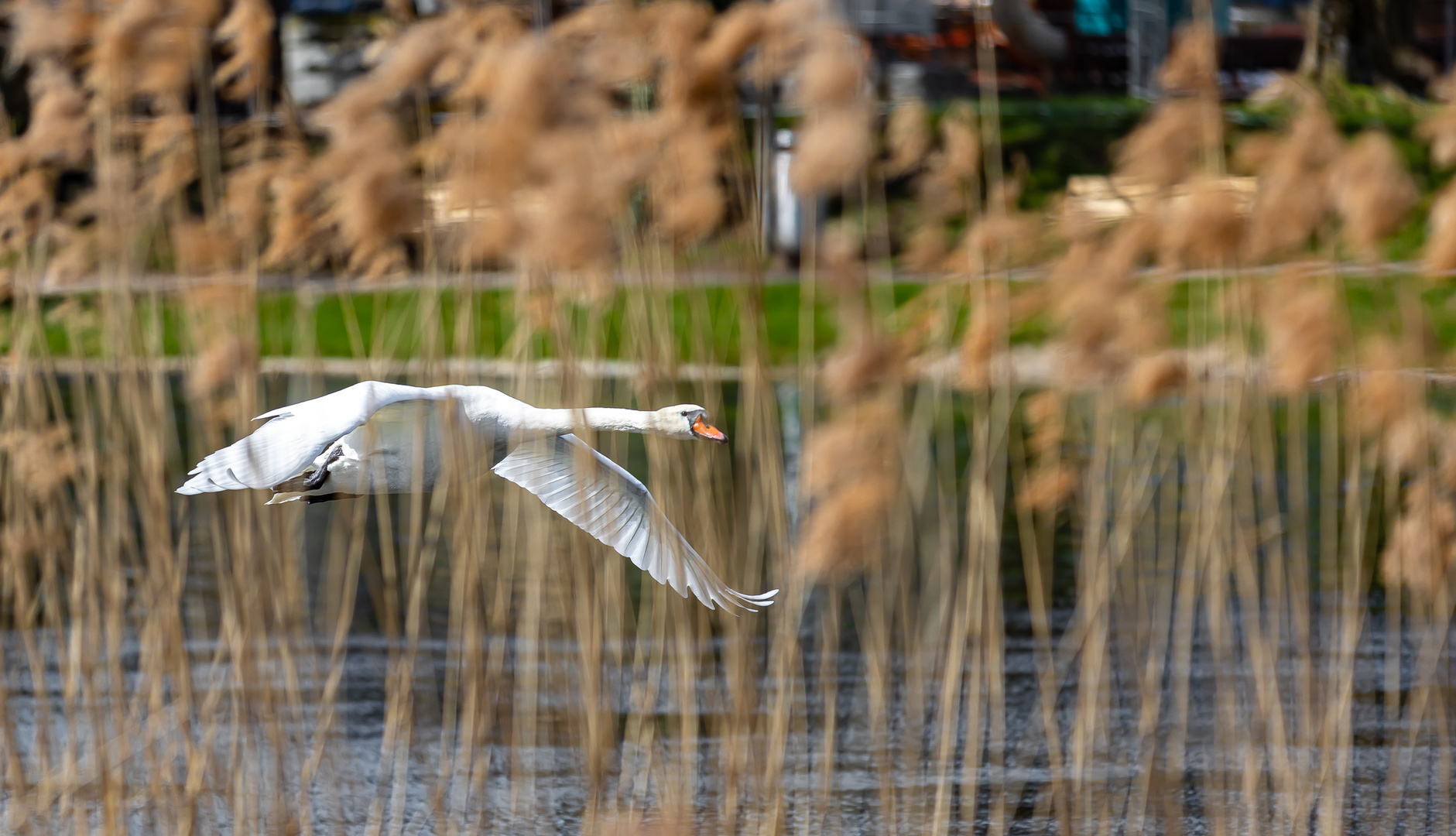 ein Schwan dreht seine Runden