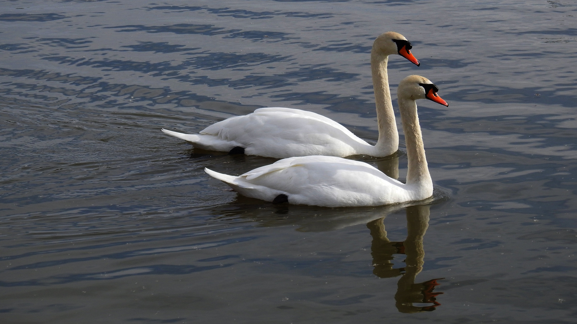 ein Schwan.