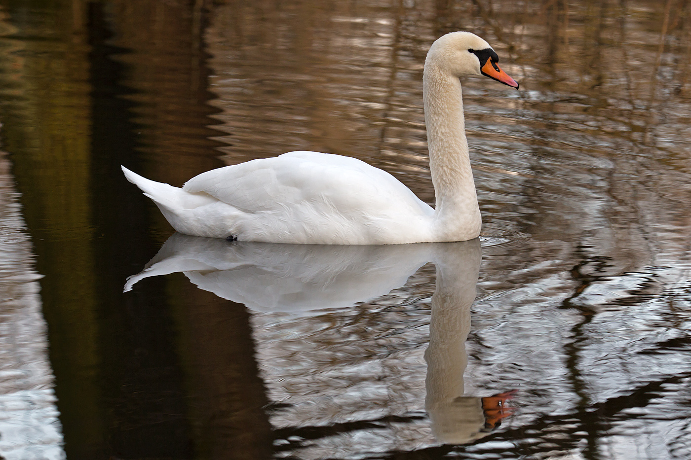 Ein Schwan eben...