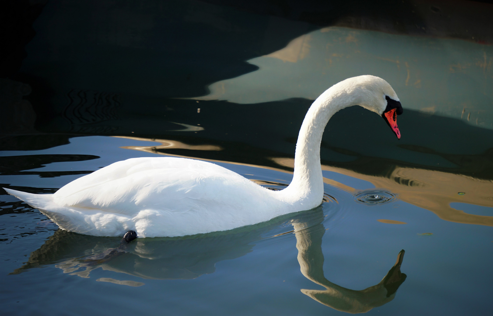 Ein Schwan, eine Spiegelung, ein Bild