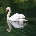 ein Schwan