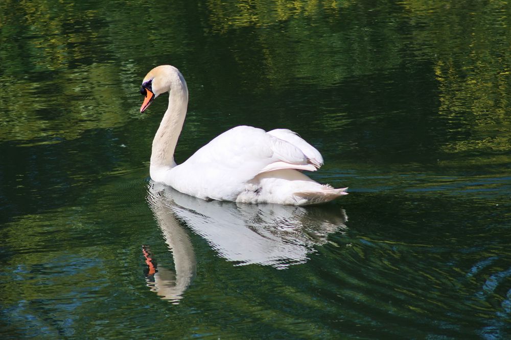 ein Schwan