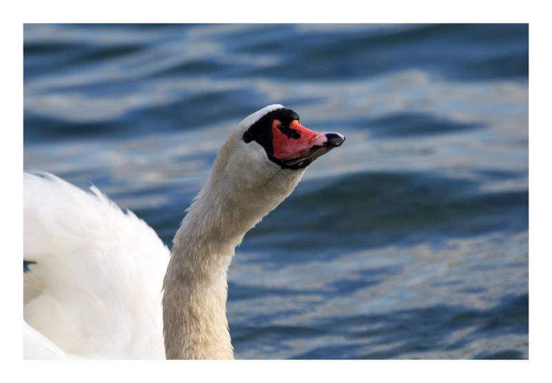 Ein Schwan genemigt sich einen Schluck.