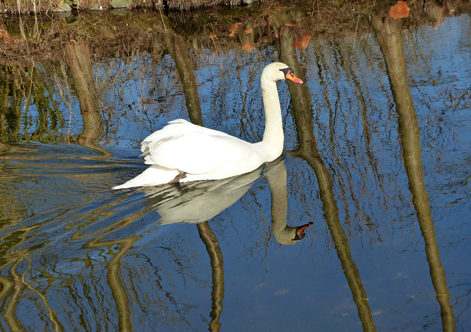           Ein Schwan genießt die ersten Frühlingstage  Dienstag ist Spiegeltag 