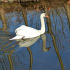           Ein Schwan genießt die ersten Frühlingstage  Dienstag ist Spiegeltag 