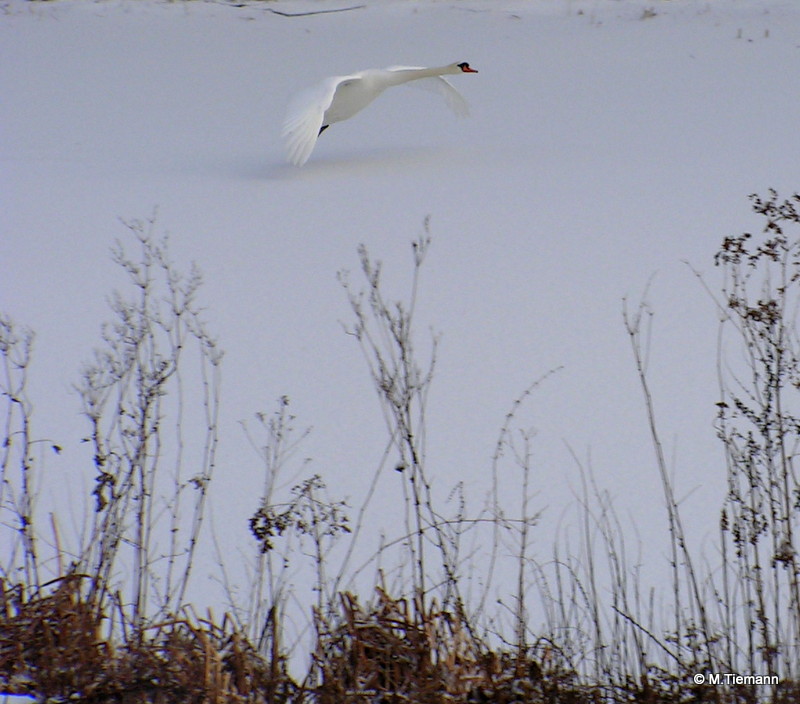 Ein Schwan im Anflug