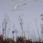 Ein Schwan im Anflug