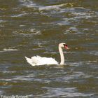 Ein Schwan im Boddengewässer vor Zingst