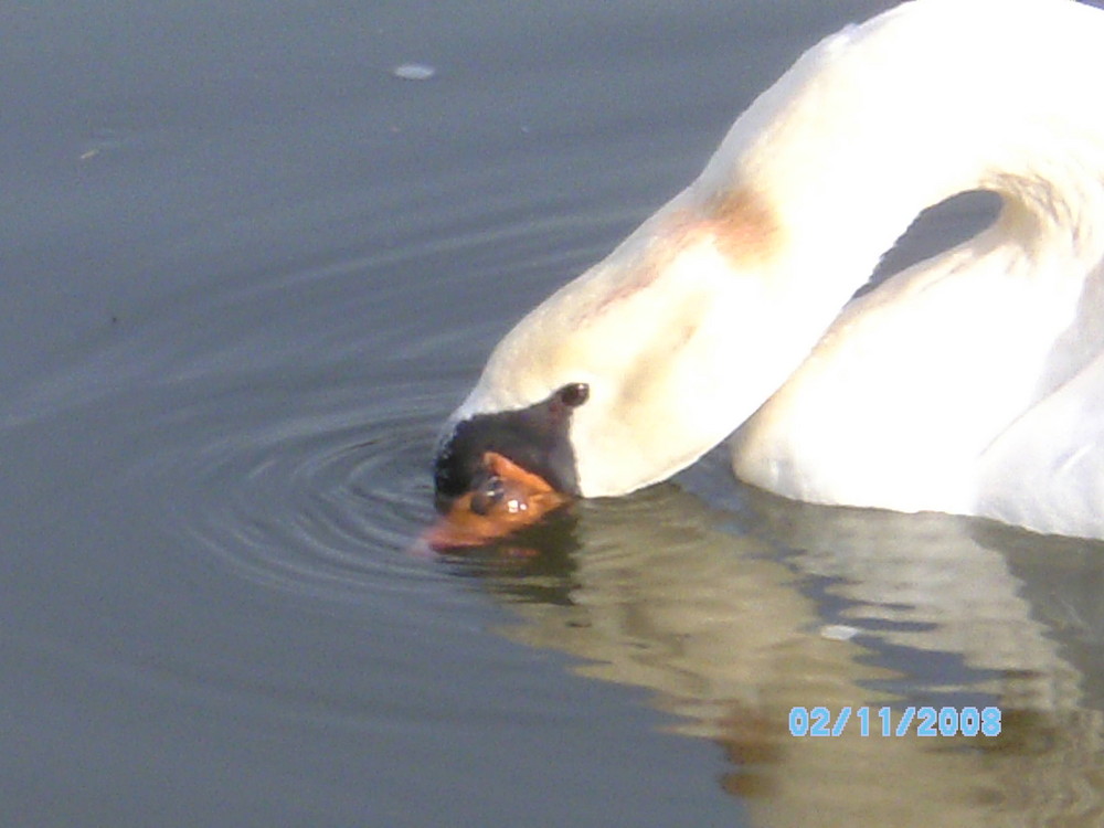 Ein SCHWAN im Main