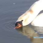 Ein SCHWAN im Main