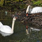 Ein Schwan im Nest