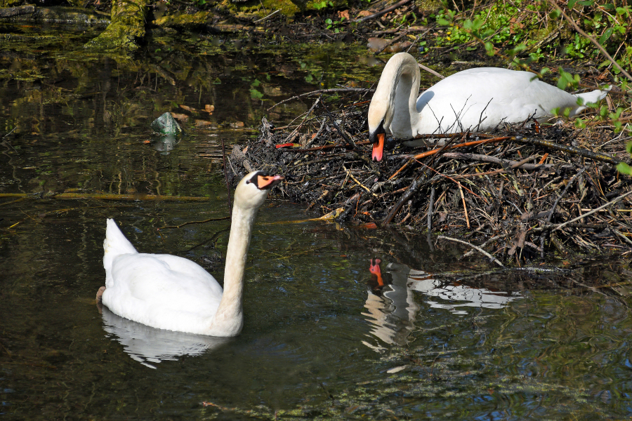 Ein Schwan im Nest