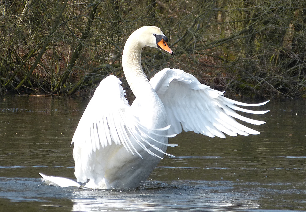 Ein Schwan im Ostenmeer