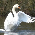 Ein Schwan im Ostenmeer