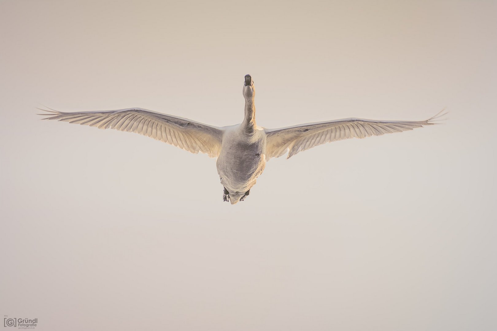 Ein Schwan im Überflug ...