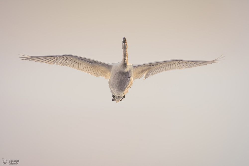 Ein Schwan im Überflug ...