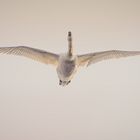 Ein Schwan im Überflug ...