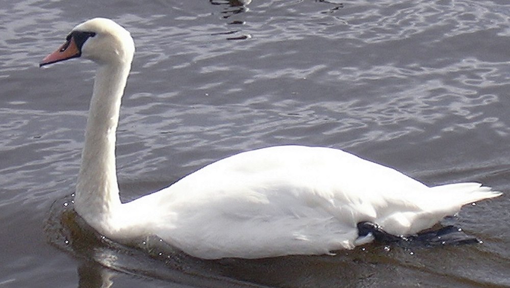 Ein Schwan im Wasser.