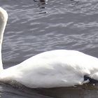 Ein Schwan im Wasser.