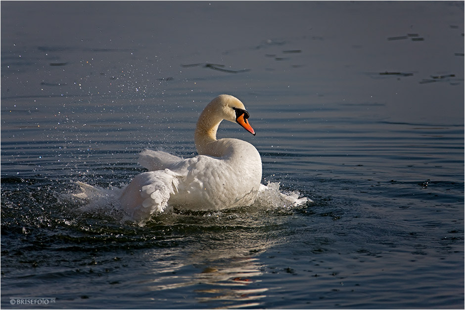 Ein Schwan in Bewegung.