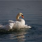 Ein Schwan in Bewegung.