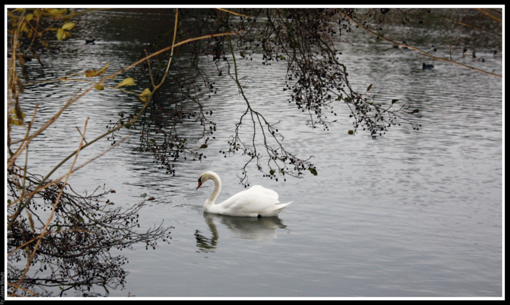 Ein Schwan in Dänemark