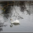 Ein Schwan in Dänemark