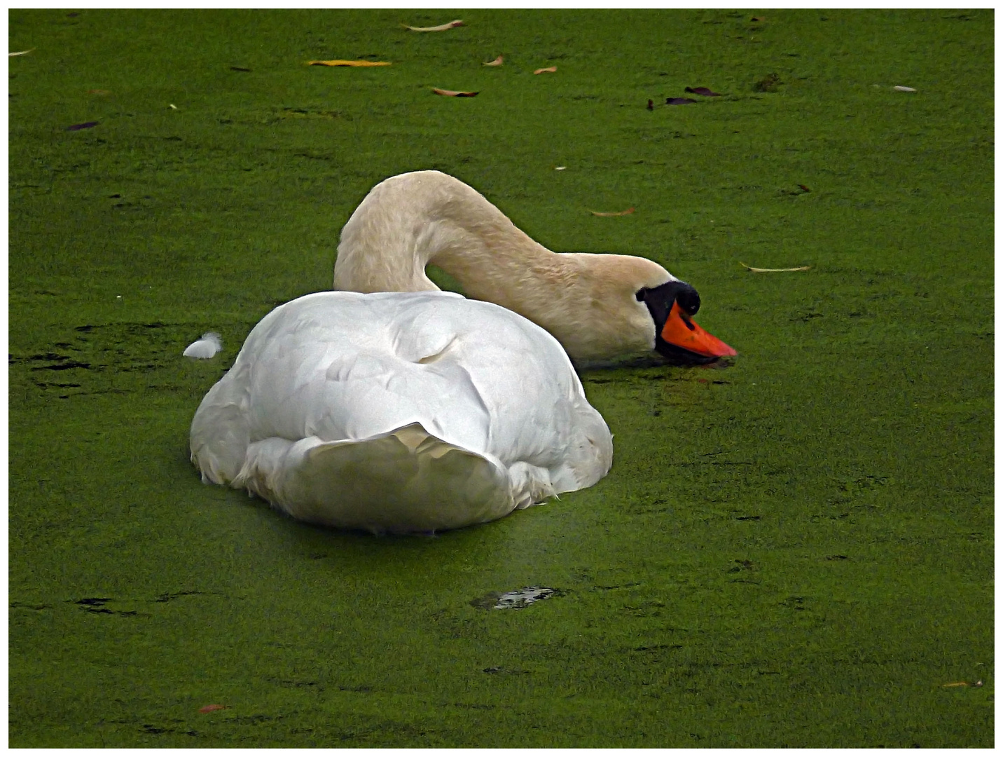 Ein Schwan in der Entengrütze