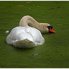 Ein Schwan in der Entengrütze