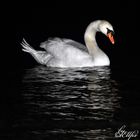 Ein Schwan in der Nacht am schönen Rhein