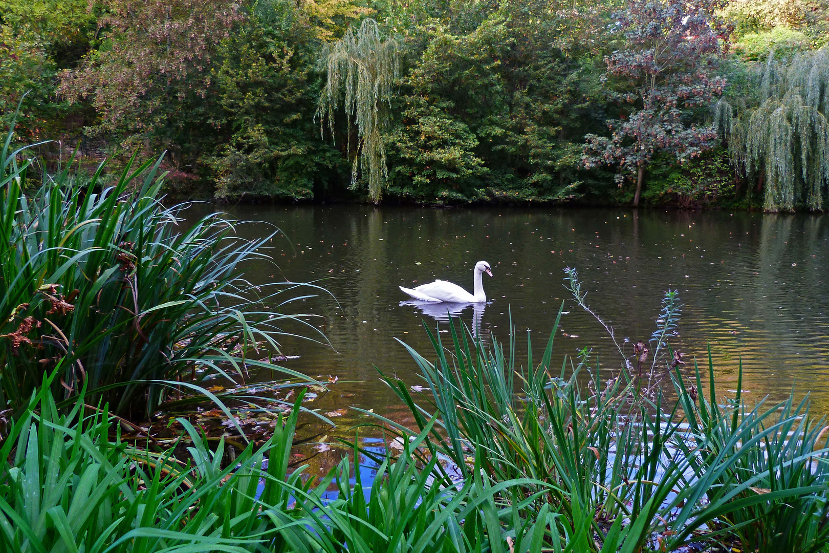 ein Schwan in der Stadt