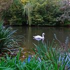 ein Schwan in der Stadt