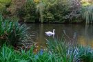 ein Schwan in der Stadt by Daniel Hilbert 