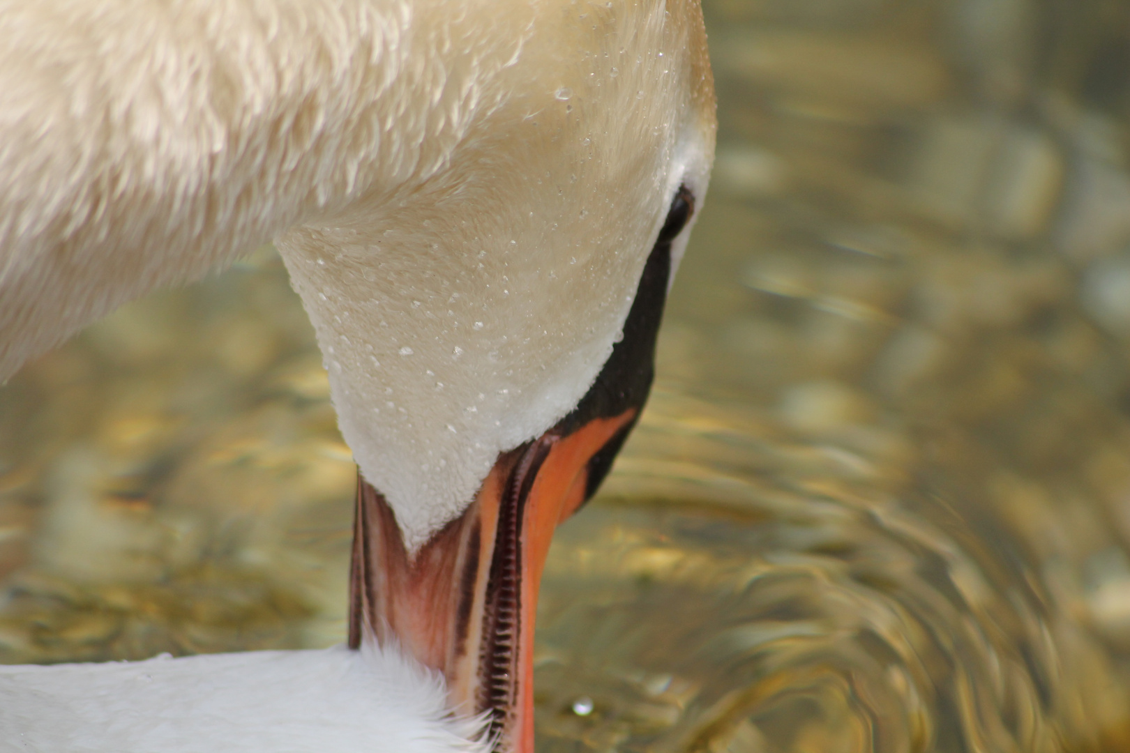 ein Schwan in einer, etwas anderen Perspektive!