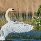 Ein Schwan in Pose 