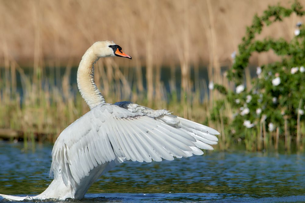 Ein Schwan in Pose Foto & Bild tiere, wildlife, wild lebende vögel Bilder auf