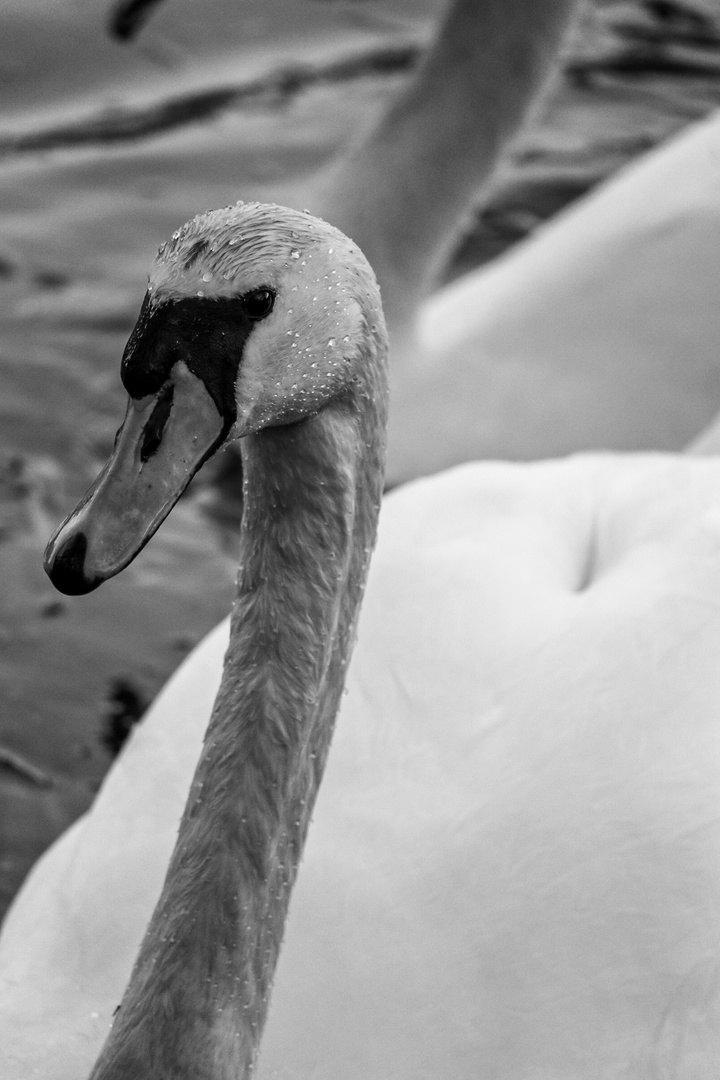 Ein Schwan in Schwandorf