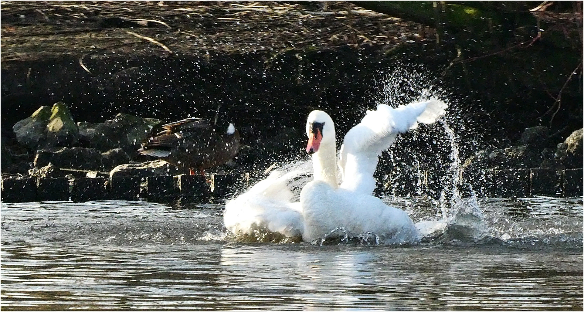 Ein Schwan in seinem Element