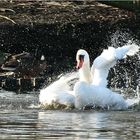 Ein Schwan in seinem Element