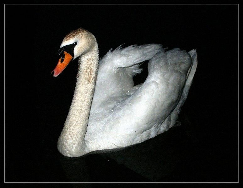 Ein Schwan in S/W???