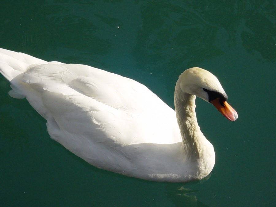 Ein Schwan in Thun (CH)