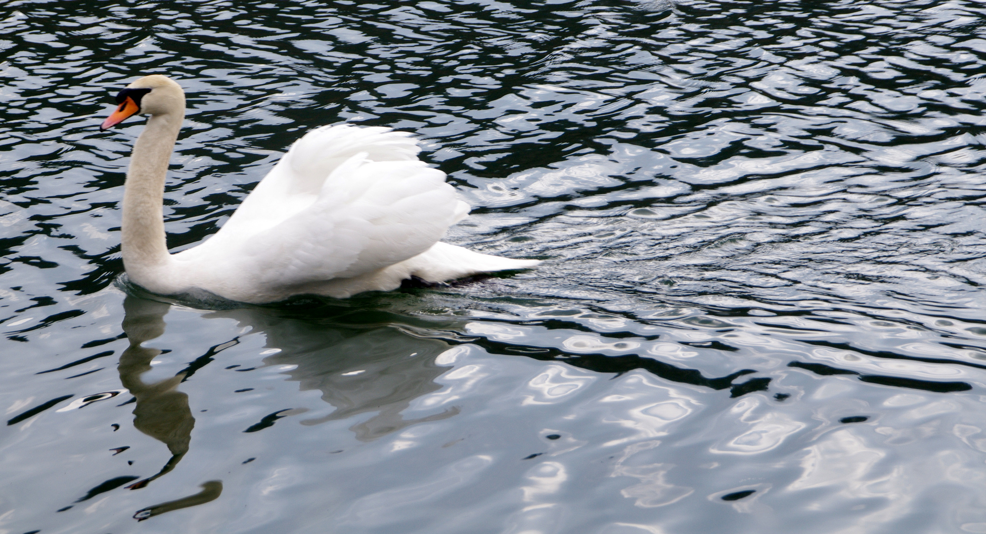 Ein Schwan in voller Fahrt