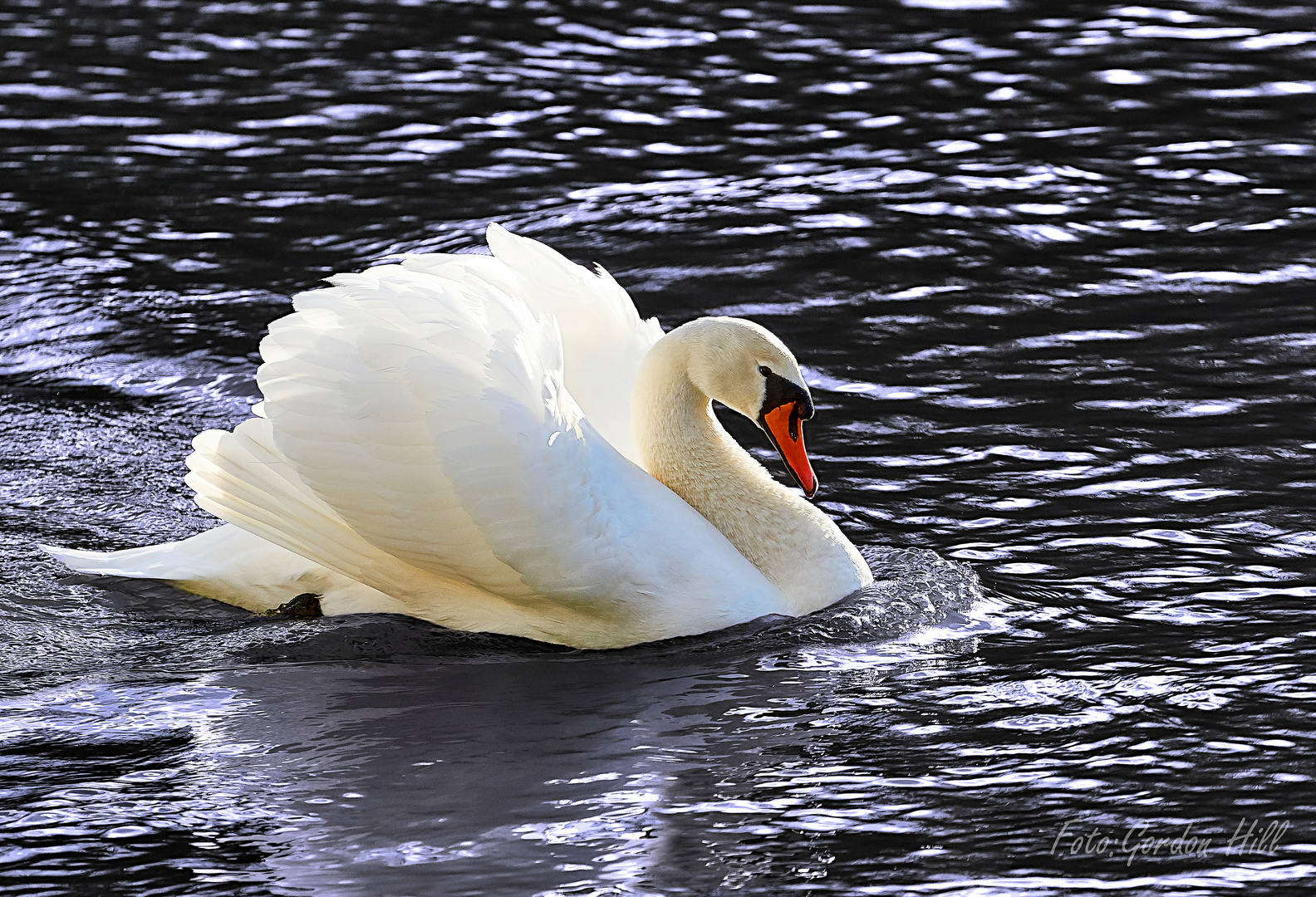 ein Schwan in voller pracht