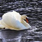 ein Schwan in voller pracht